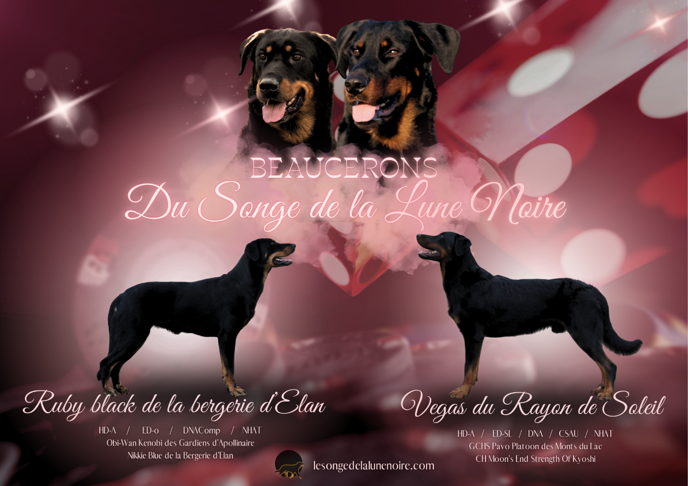 Les chiots de Ruby et Vegas sont enfin nés