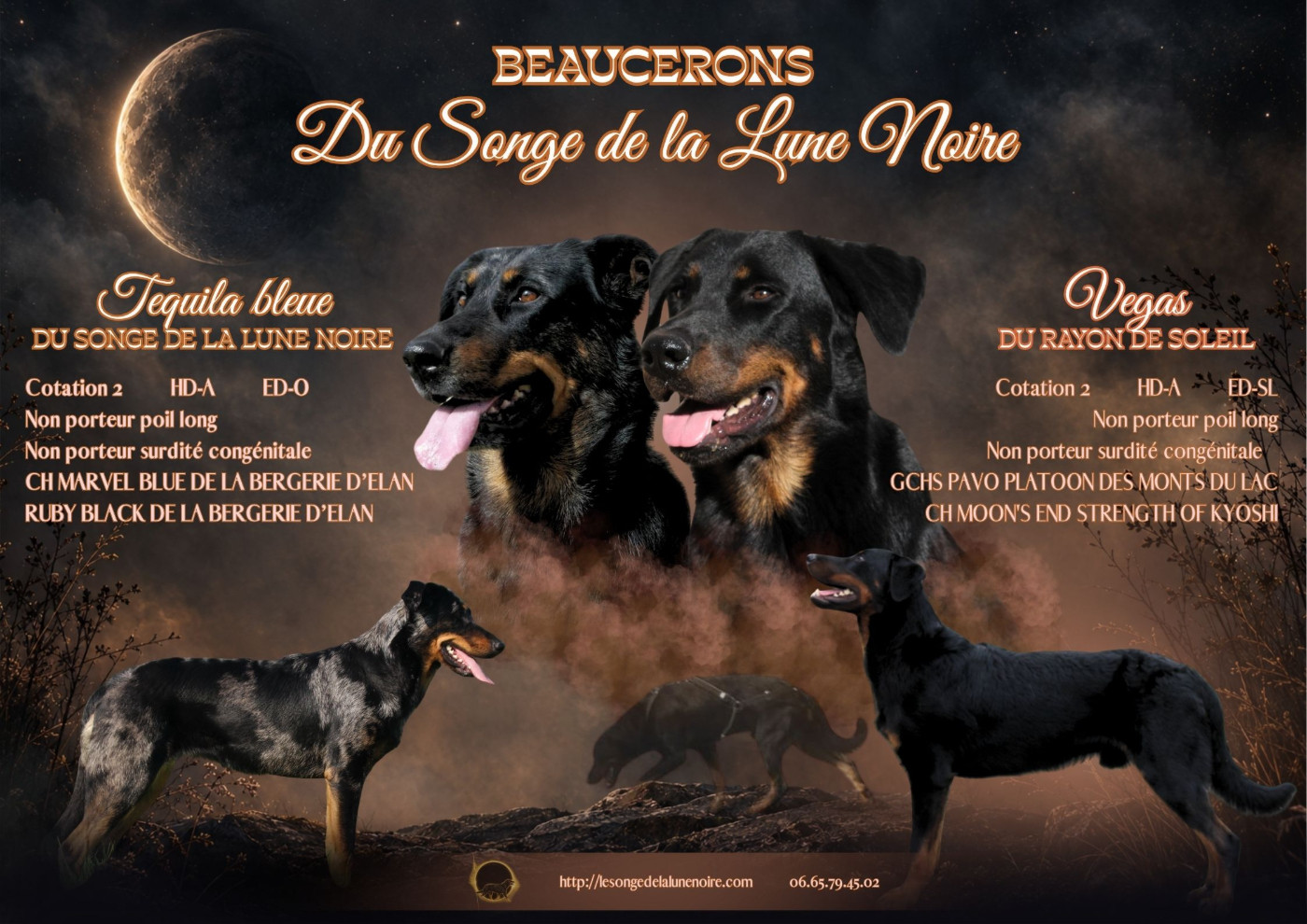 Chiots attendus pour cet automne