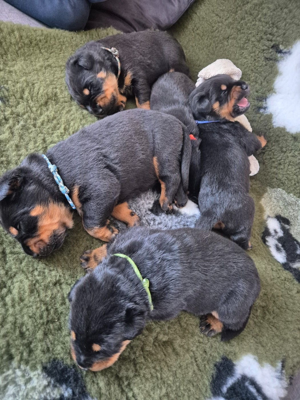 Du Songe De La Lune Noire - Chiots disponibles - Berger de Beauce
