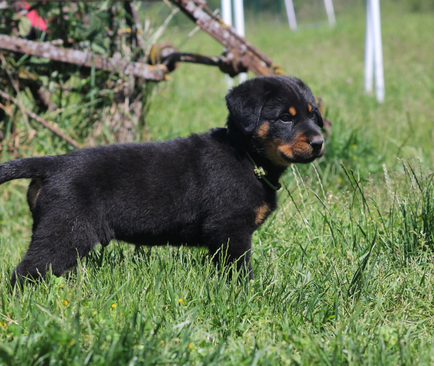 Du Songe De La Lune Noire - Chiots disponibles - Berger de Beauce