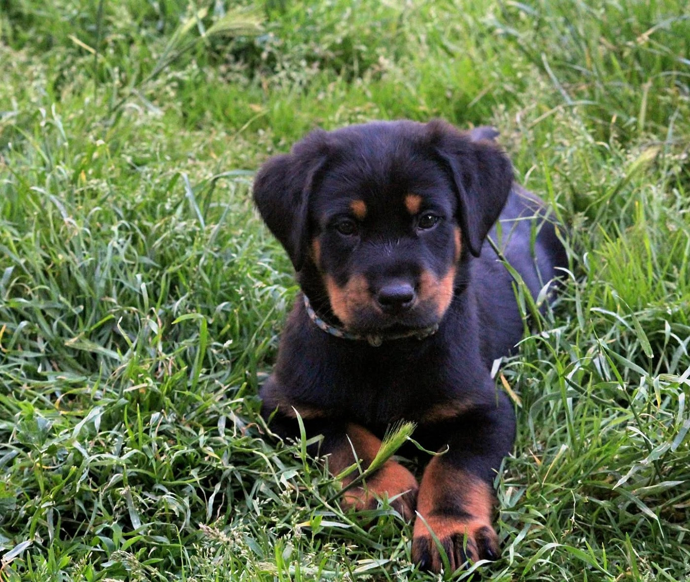 Du Songe De La Lune Noire - Chiots disponibles - Berger de Beauce