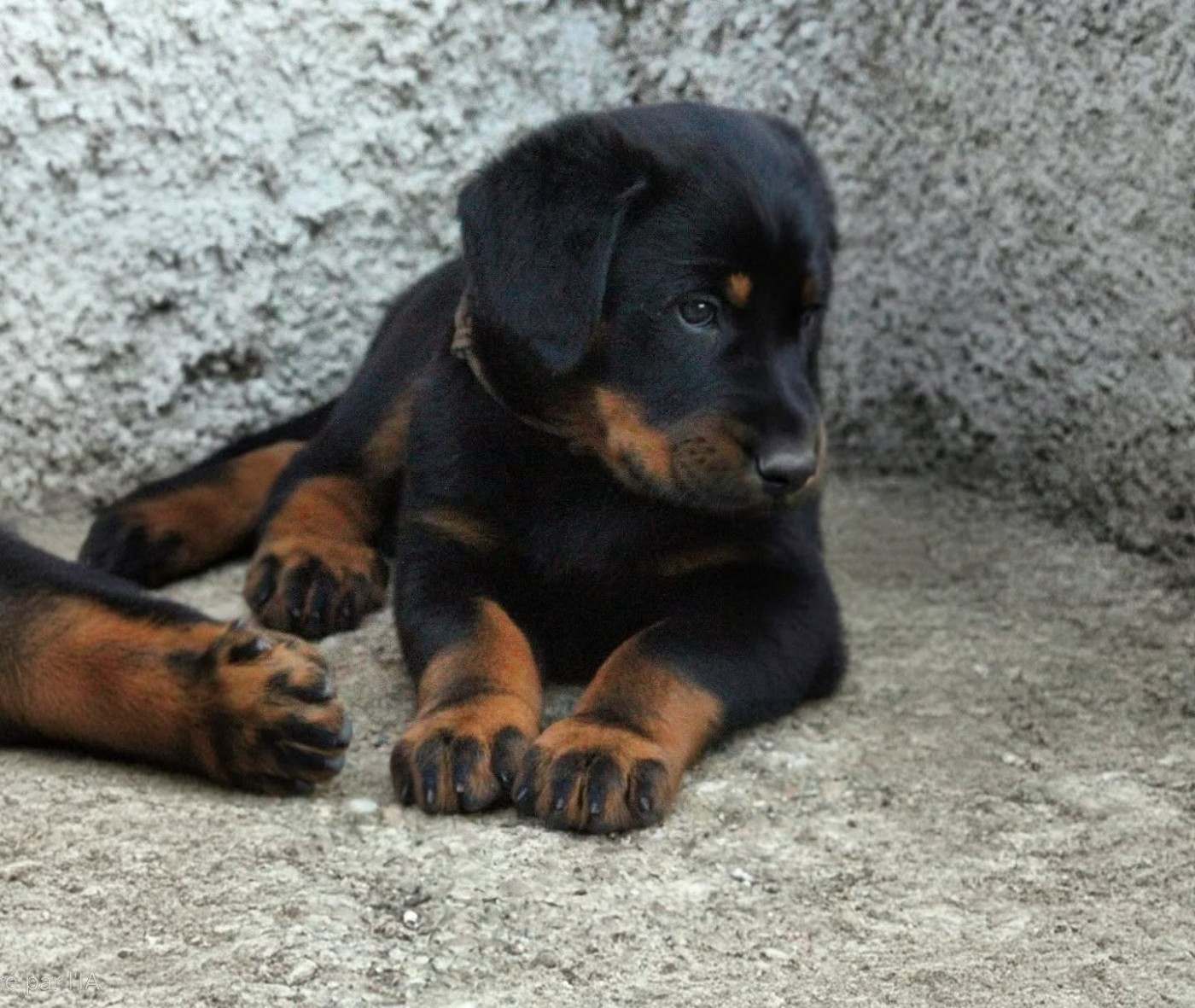 Du Songe De La Lune Noire - Chiots disponibles - Berger de Beauce