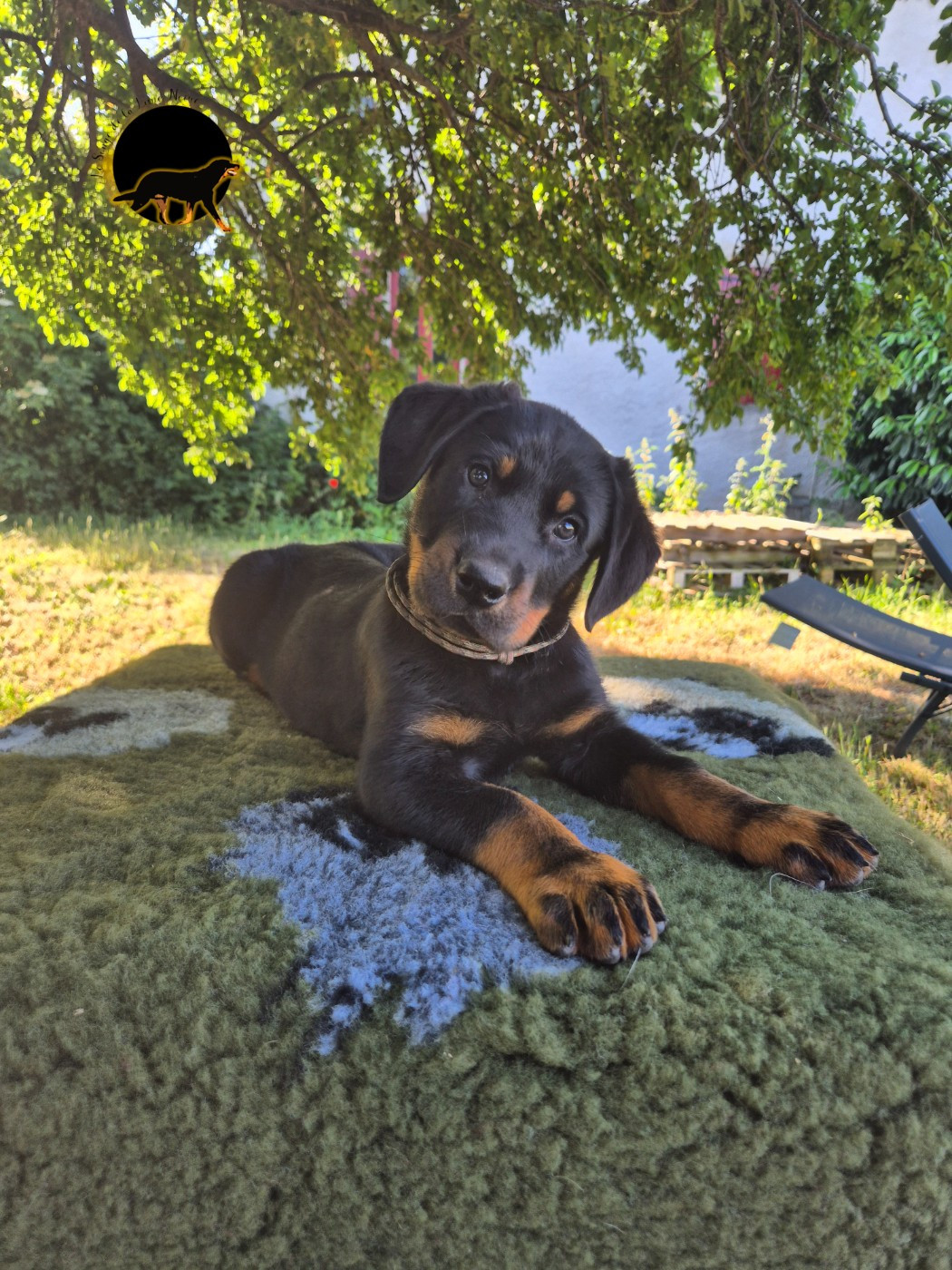 Du Songe De La Lune Noire - Chiots disponibles - Berger de Beauce