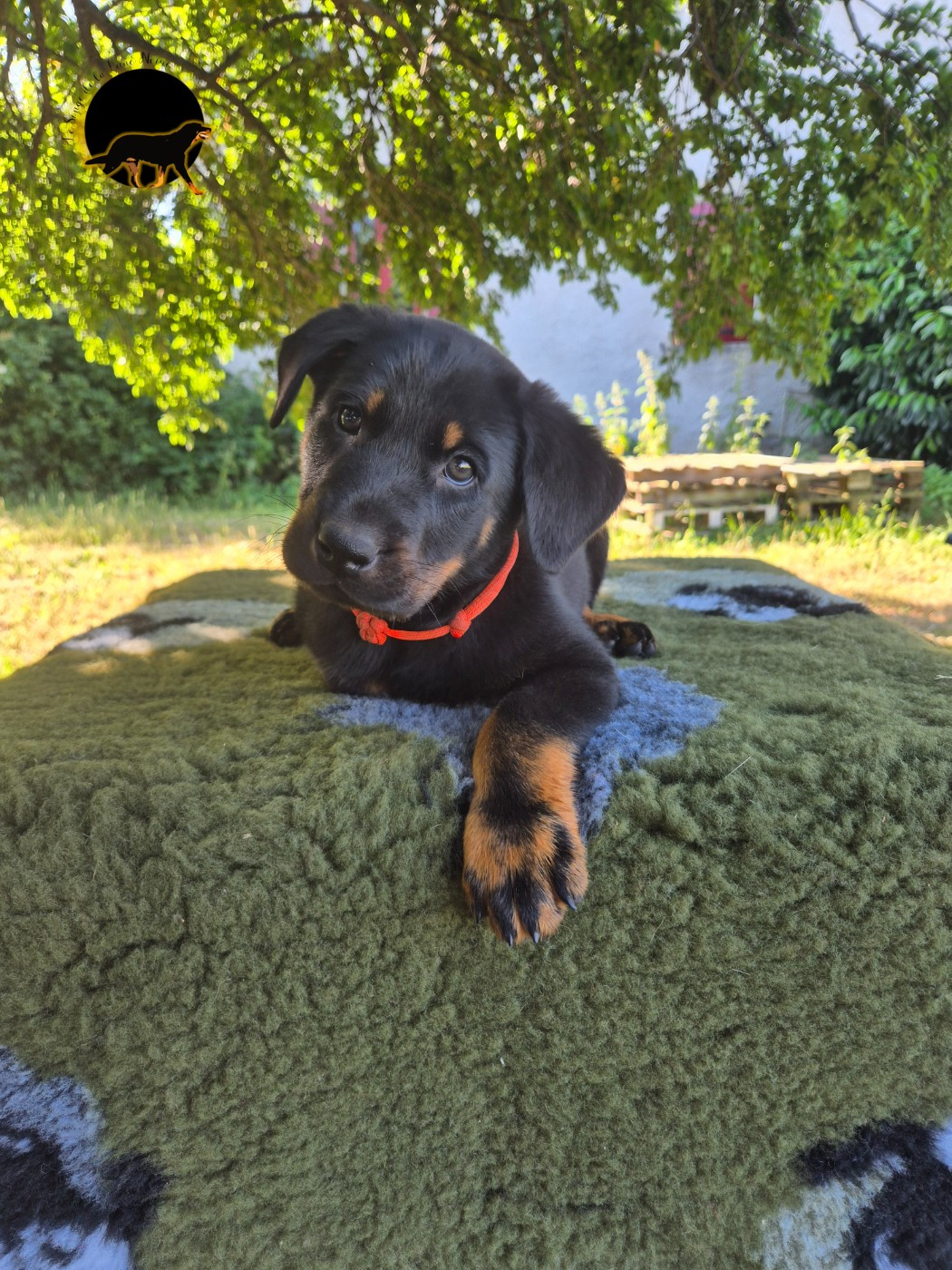 Du Songe De La Lune Noire - Chiots disponibles - Berger de Beauce