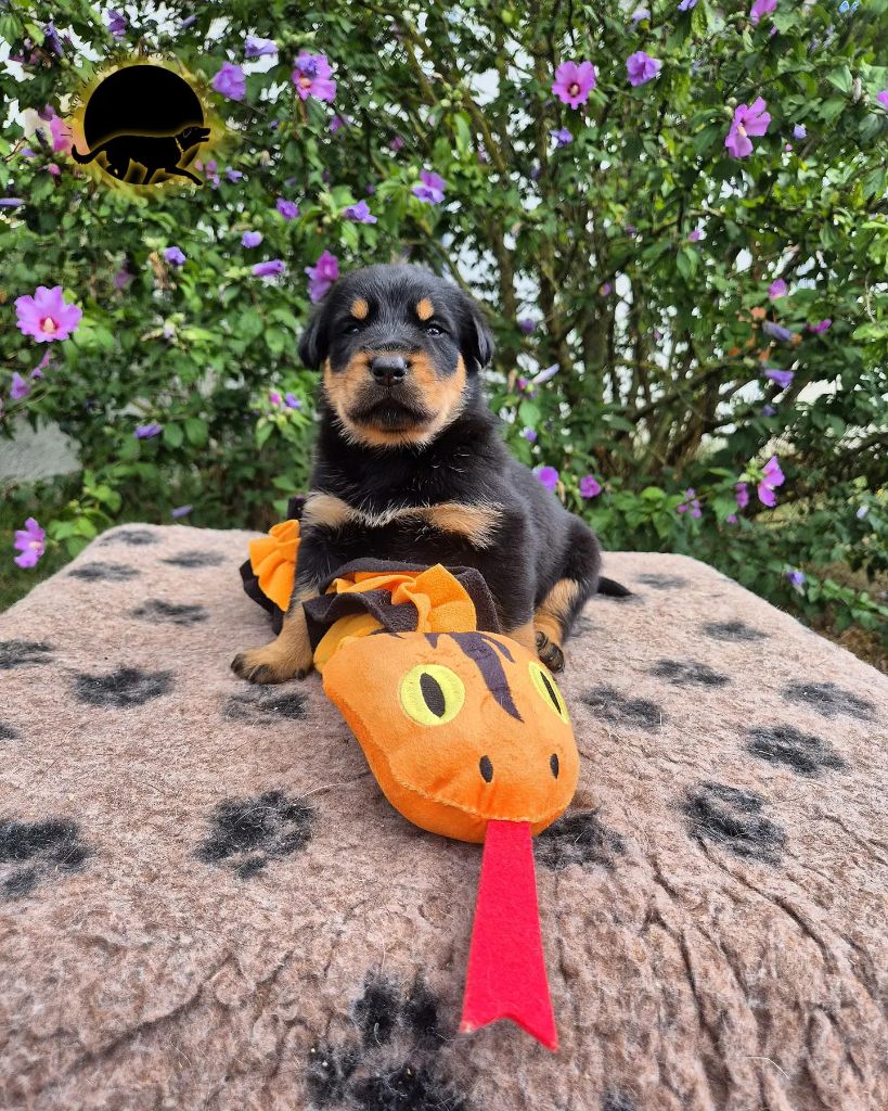 Du Songe De La Lune Noire - Berger de Beauce - Portée née le 31/07/2024