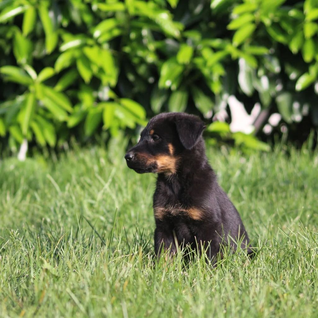 Du Songe De La Lune Noire - Chiots disponibles - Berger de Beauce