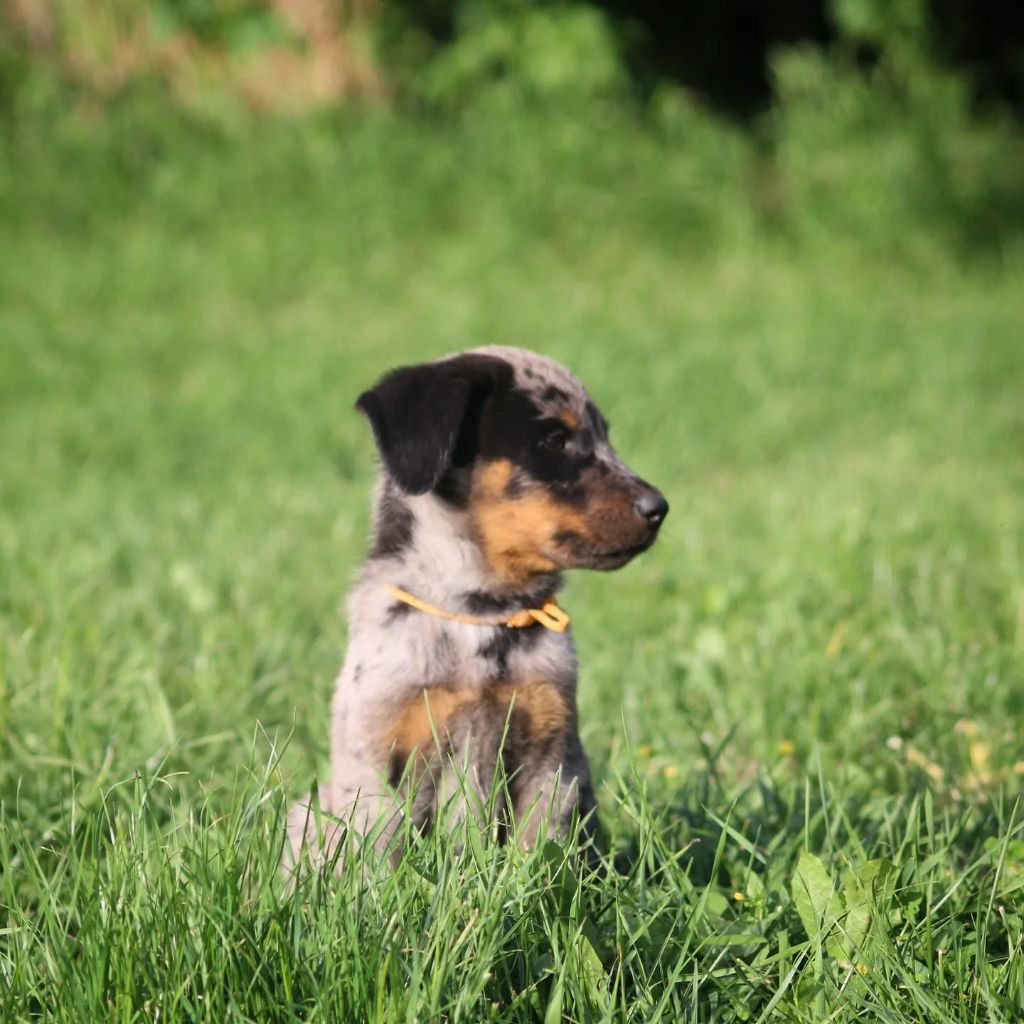 Du Songe De La Lune Noire - Chiots disponibles - Berger de Beauce