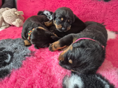 CHIOT 2