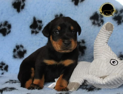 CHIOT