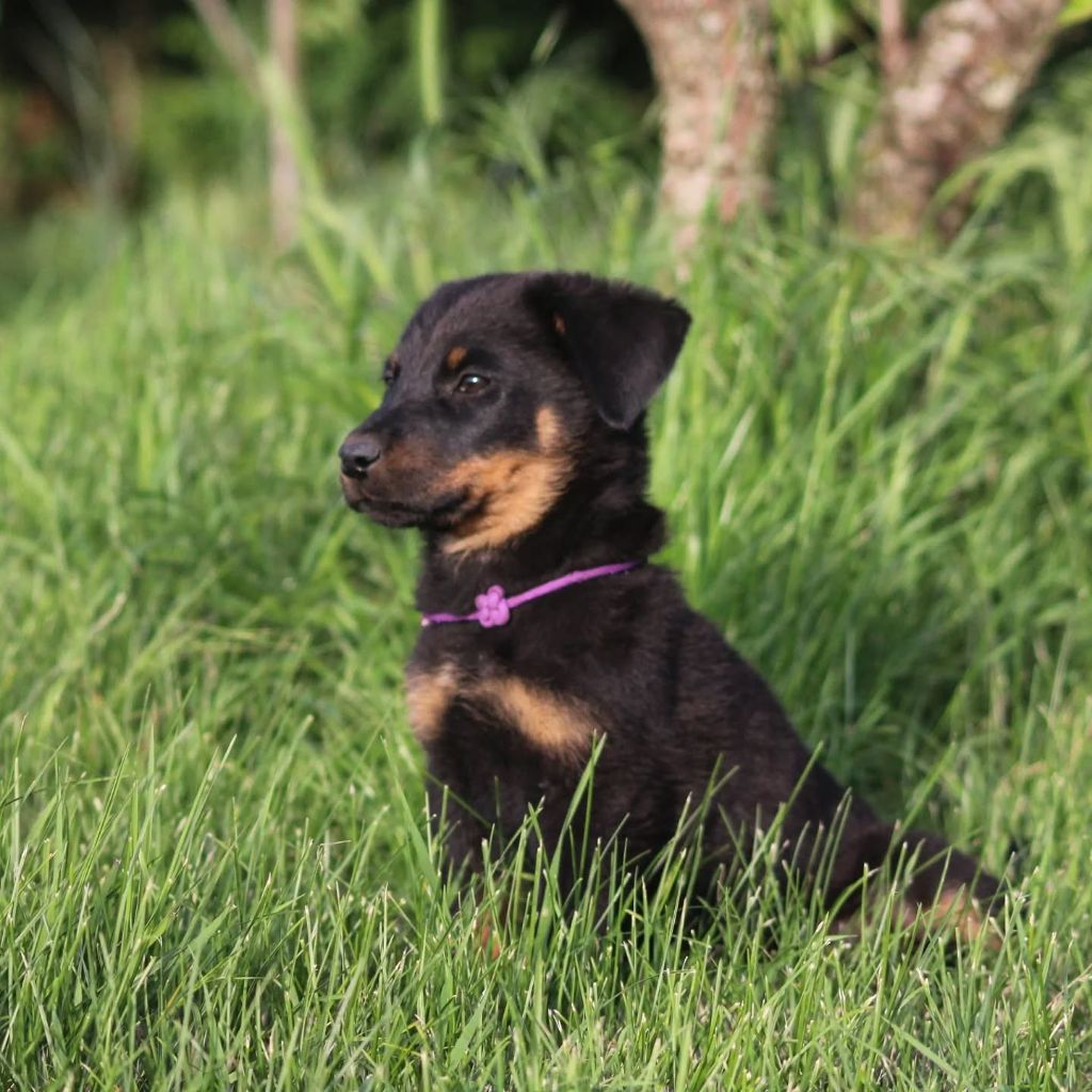 Du Songe De La Lune Noire - Chiots disponibles - Berger de Beauce