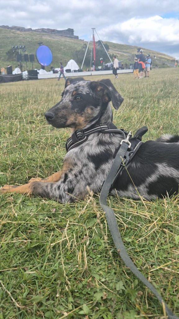 Du Songe De La Lune Noire - Chiots disponibles - Berger de Beauce
