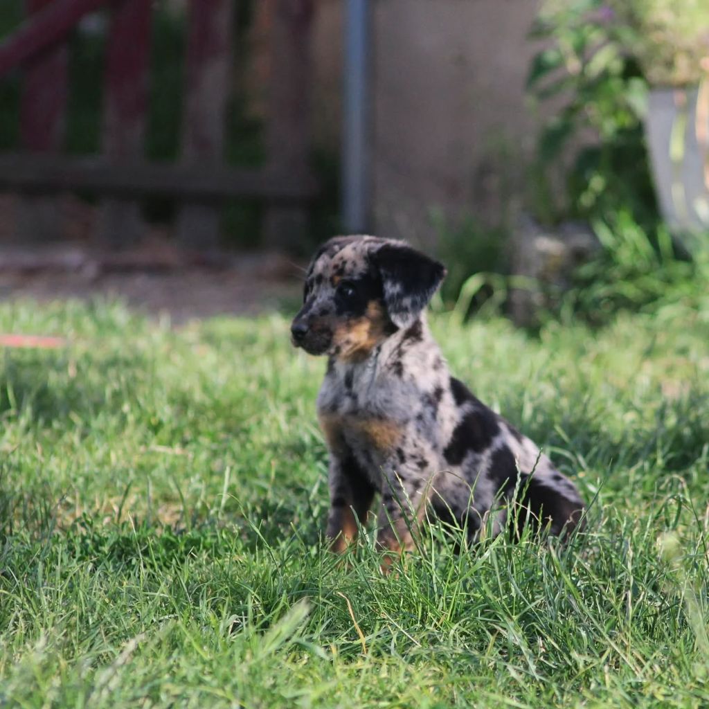 Du Songe De La Lune Noire - Chiots disponibles - Berger de Beauce